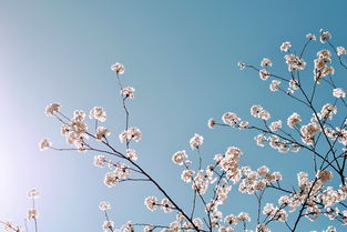 杨妞花名字注册商标的重要性及其影响
