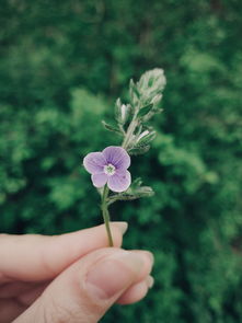 杨妞花归乡告慰父母之心声